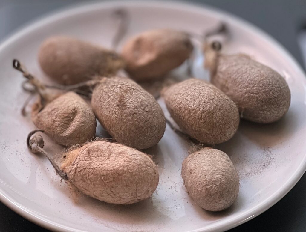 Tussah Brown Silk Cocoon on a plate