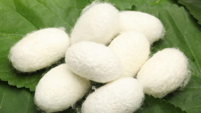 Silk-cocoons